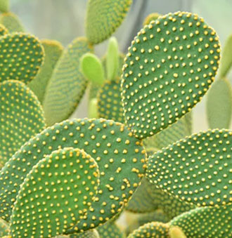 Cactus groeiend licht
