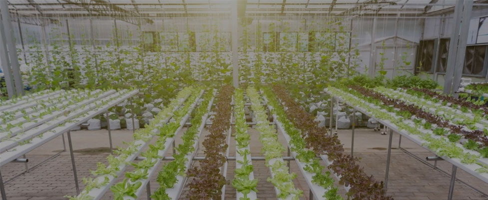 Kan je Grow Lights op 24-uur per dag laten voor groenten
