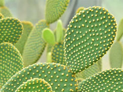 Cactus groeiend licht