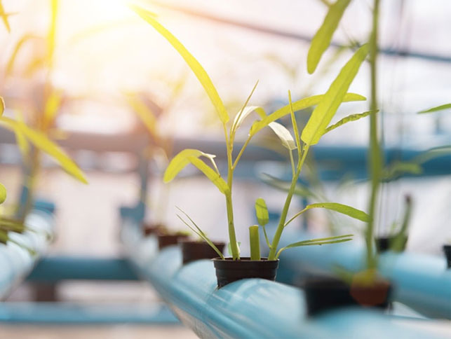 Vermijd deze vallen bij het kiezen van Plant Grow Lights voor Indoor Planting!